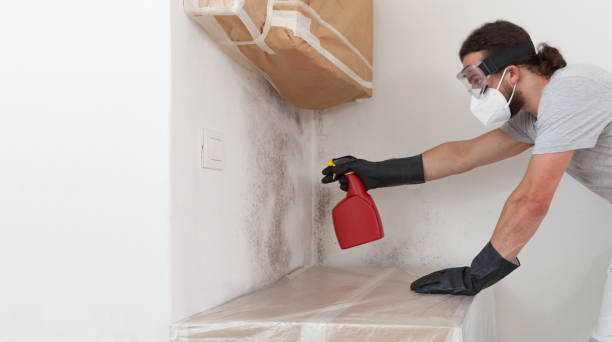 Professional Basement Mold Removal technician working in Lynn, MA